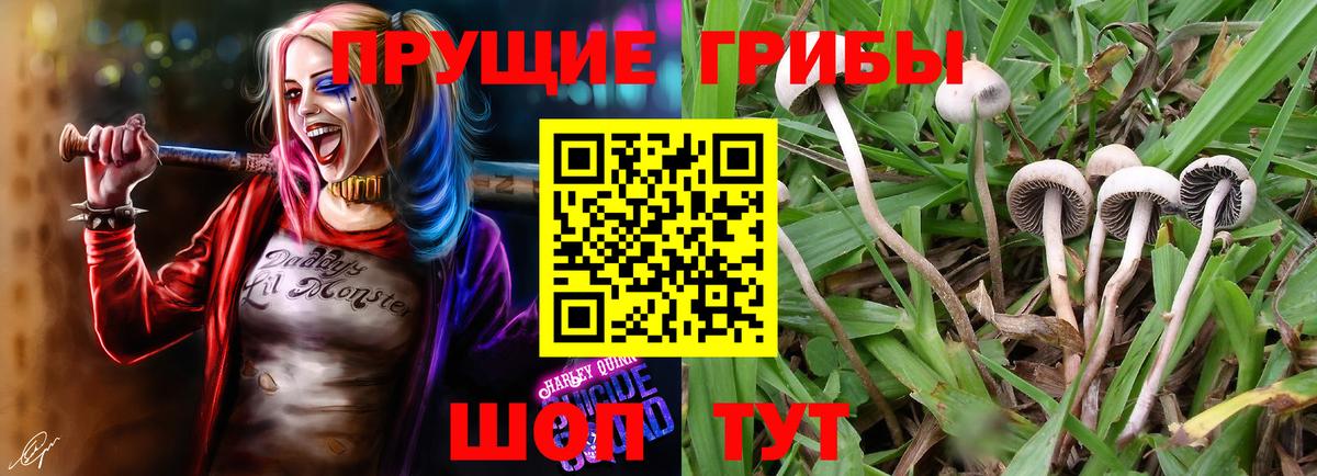 Псилоцибиновые грибы Psilocybine cubensis Арсеньев